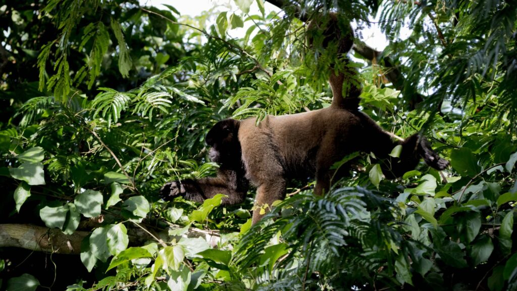 Un mono lanudo de pelaje oscuro trepando a través del denso follaje verde en la selva del Amazonas peruano, mostrando la increíble biodiversidad de la región.