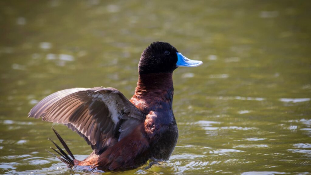 TOUR DE OBSERVACIÓN DE AVES EN LA LAGUNA DE HUACARPAY – HUMEDALES ALTOANDINOS CERCA DE [CUSCO] MEDIO DÍA