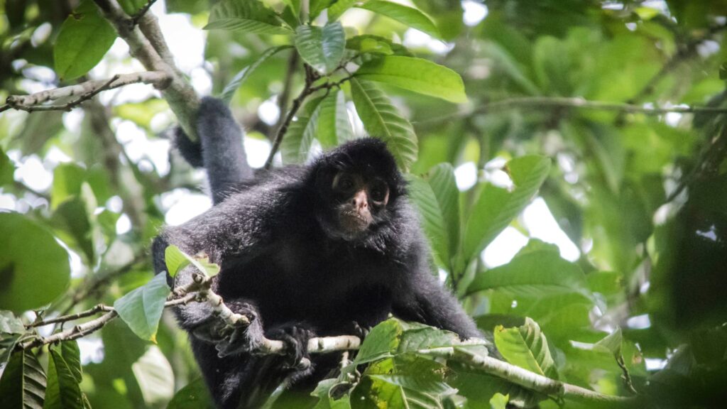A Peruvian Black Spider Monkey with dark fur and long limbs navigating through thick green tree branches in the Manu National Park rainforest.