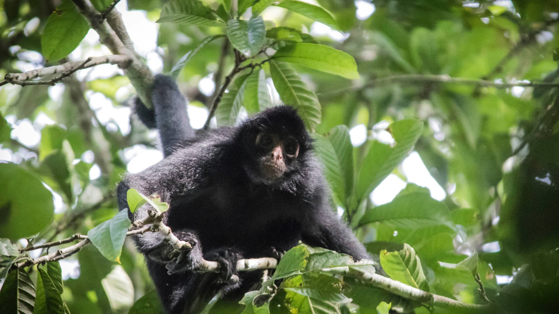 Black Spider Monkey - Peru