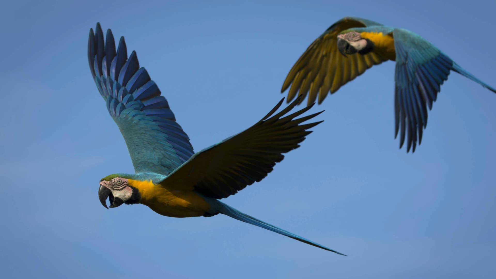 Blue and Yellow Macaw - Peru
