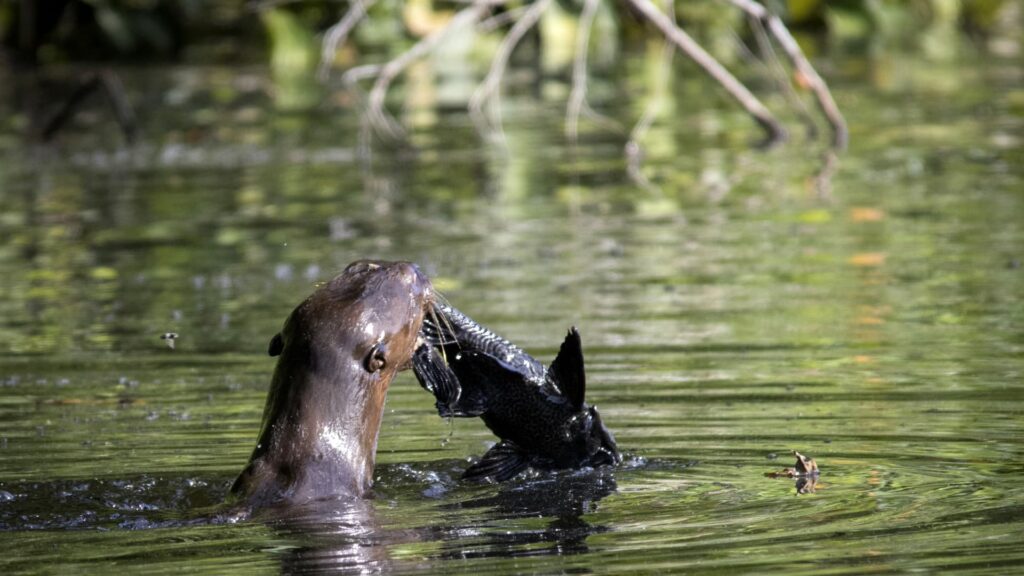 A Giant River Otter emerging from the green waters of a Manu National Park oxbow lake, holding a large dark fish in its mouth.