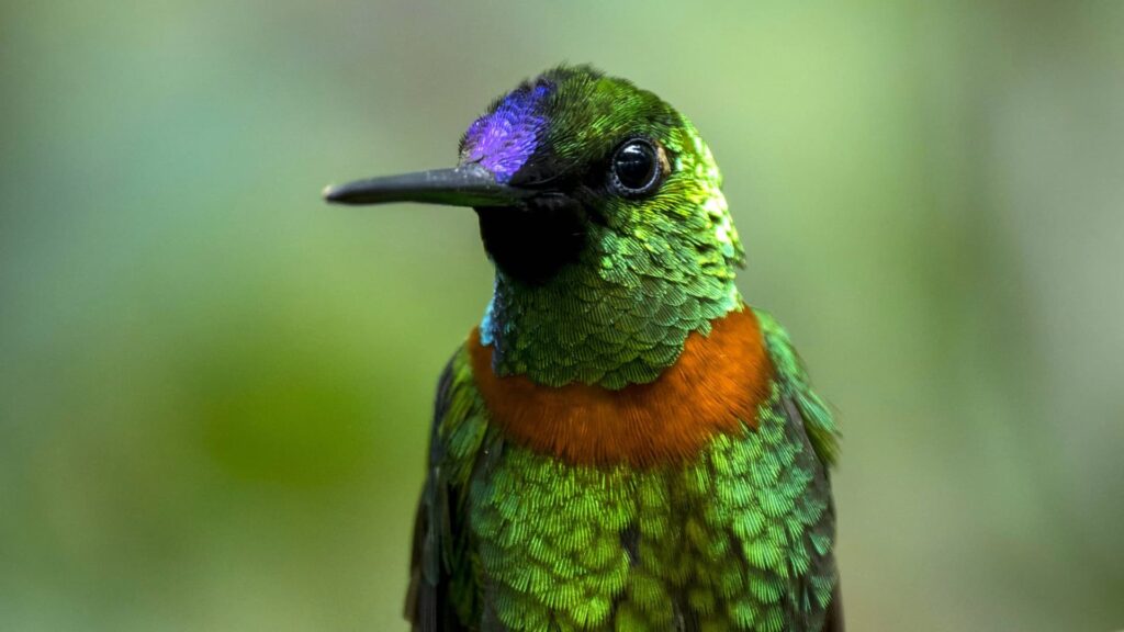 A high-detail close-up of a Gould's Jewelfront hummingbird, showcasing its iridescent green scales, brilliant purple forehead, and a striking orange-red band around its throat.