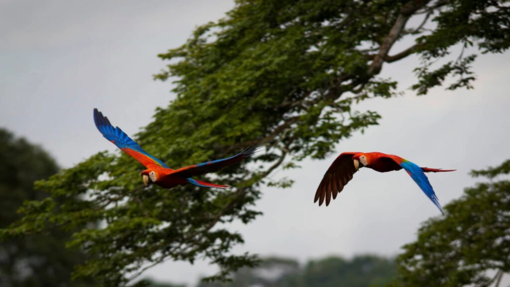 A pair of vibrant red, blue, and yellow Scarlet Macaws flying gracefully against a background of lush green trees in Manu National Park.