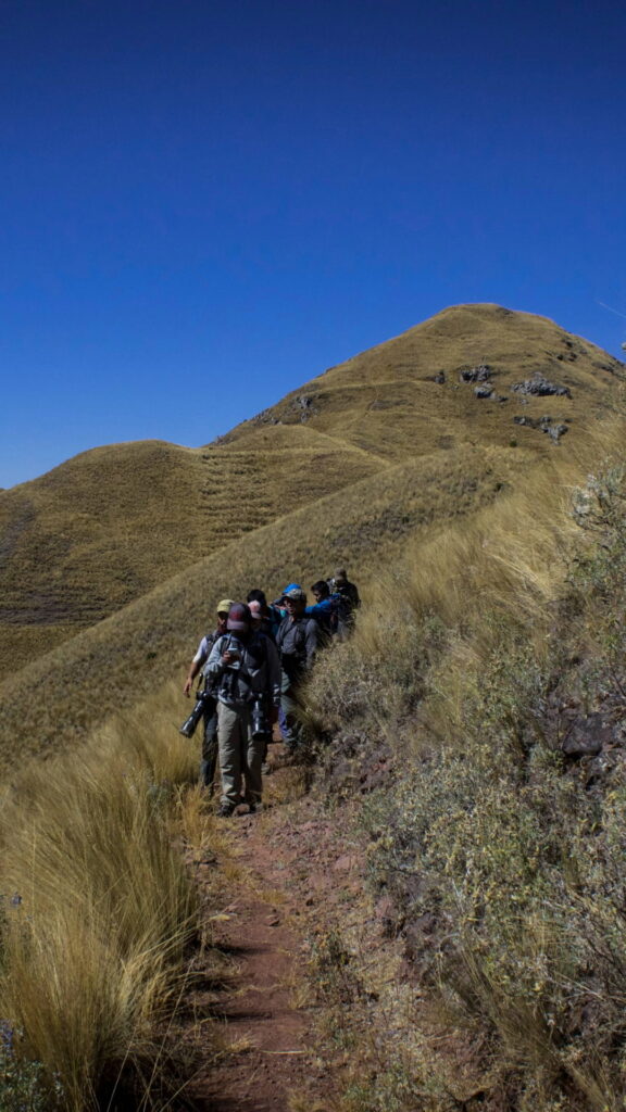 A group of hikers with backpacks trekking along a narrow mountain path on a golden grassy hill under a clear blue sky.