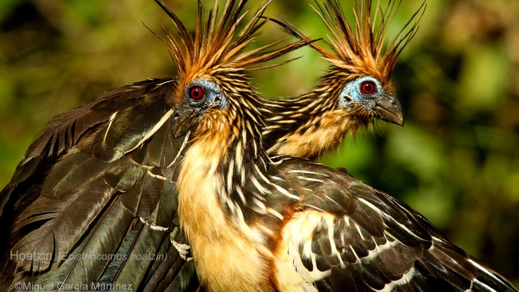 Primer plano de dos aves Hoatzín mostrando sus distintivas crestas puntiagudas, piel facial azul y ojos rojos contra un fondo verde borroso de la selva.
