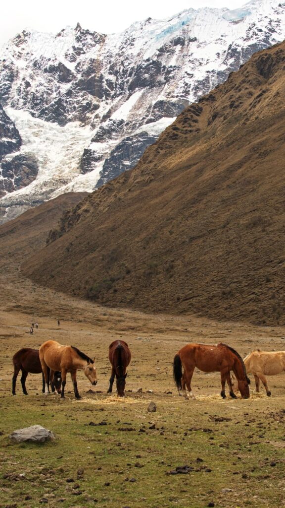 Varios caballos pastando en un valle de alta montaña con picos nevados y laderas rocosas a lo lejos.