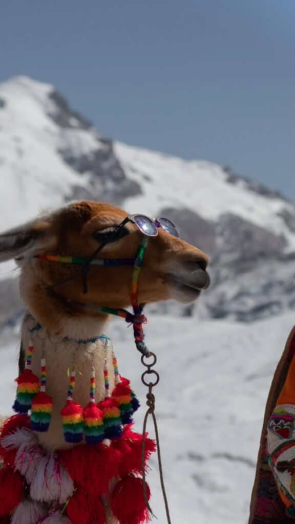 A close-up of a llama's head decorated with colorful yarn, with a white snowy mountain peak in the blurred background.