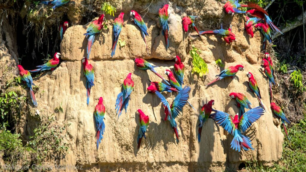Un gran grupo de guacamayos rojos, azules y verdes reunidos en una pared vertical de una colpa de arcilla en la selva, con algunas aves posadas y otras extendiendo sus alas. http://googleusercontent.com/image_collection/image_retrieval/6286757928369584886_0