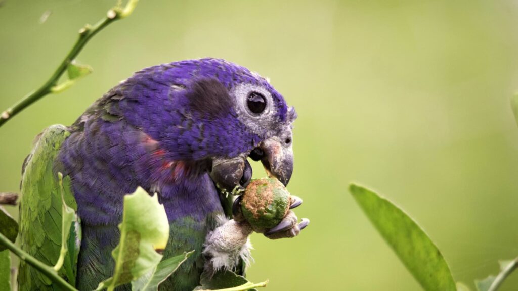 Primer plano de un Loro de Corona Plumbeo con vibrante plumaje púrpura en su cabeza, comiendo una pequeña fruta en la densa selva tropical del Parque Nacional del Manu.