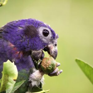 Primer plano de un Loro de Corona Plumbeo con vibrante plumaje púrpura en su cabeza, comiendo una pequeña fruta en la densa selva tropical del Parque Nacional del Manu.