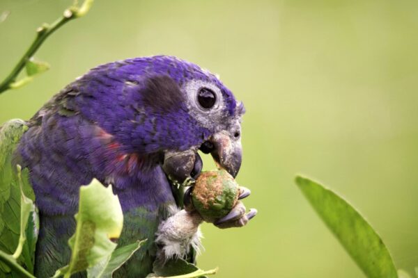 Experiencia en el Parque Nacional del Manu – Zona de Amortiguamiento 4D/3N