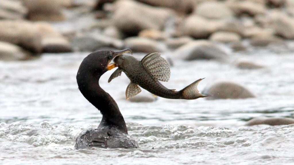 EXPERIENCIA DE OBSERVACIÓN DE AVES EN EL PARQUE NACIONAL DEL MANU – 08 Días / 07 noches