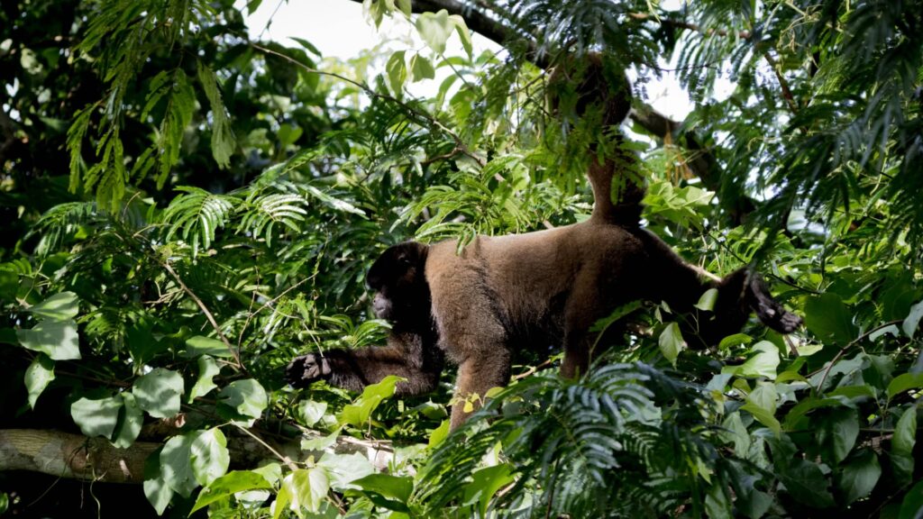 A large Tschudi’s Woolly Monkey with thick brown fur and a powerful prehensile tail moving through the lush, sun-dappled green leaves of the Amazon rainforest.