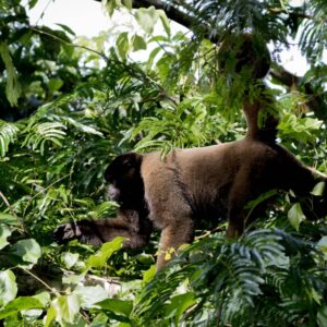 A large Tschudi’s Woolly Monkey with thick brown fur and a powerful prehensile tail moving through the lush, sun-dappled green leaves of the Amazon rainforest.