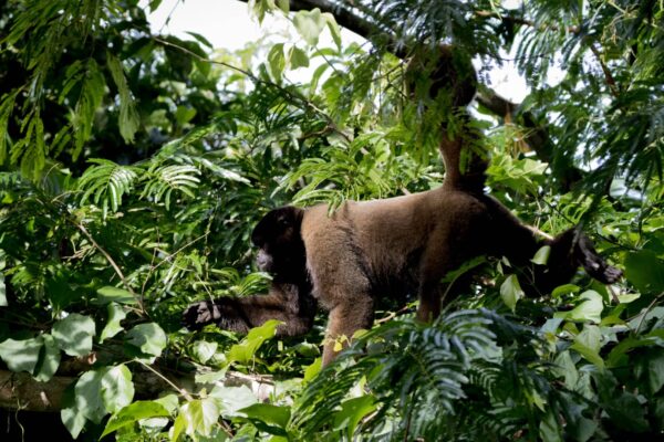 Tour de 3 Días – Aventura Amazónica en el Manu