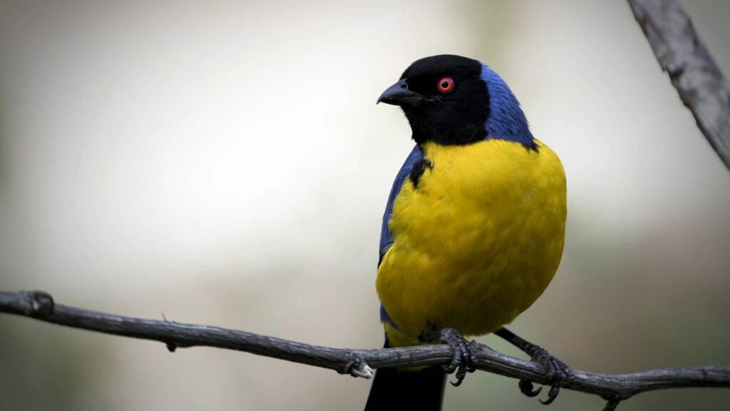 Una Tangara de Montaña con el pecho de color amarillo brillante, alas azules y cabeza negra se posa sobre una rama, mostrando sus distintivos ojos rojos y su pico afilado.