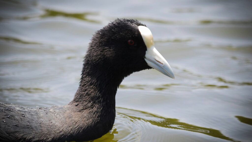 TOUR DE OBSERVACIÓN DE AVES EN LA LAGUNA DE HUACARPAY – HUMEDALES ALTOANDINOS CERCA DE [CUSCO] MEDIO DÍA