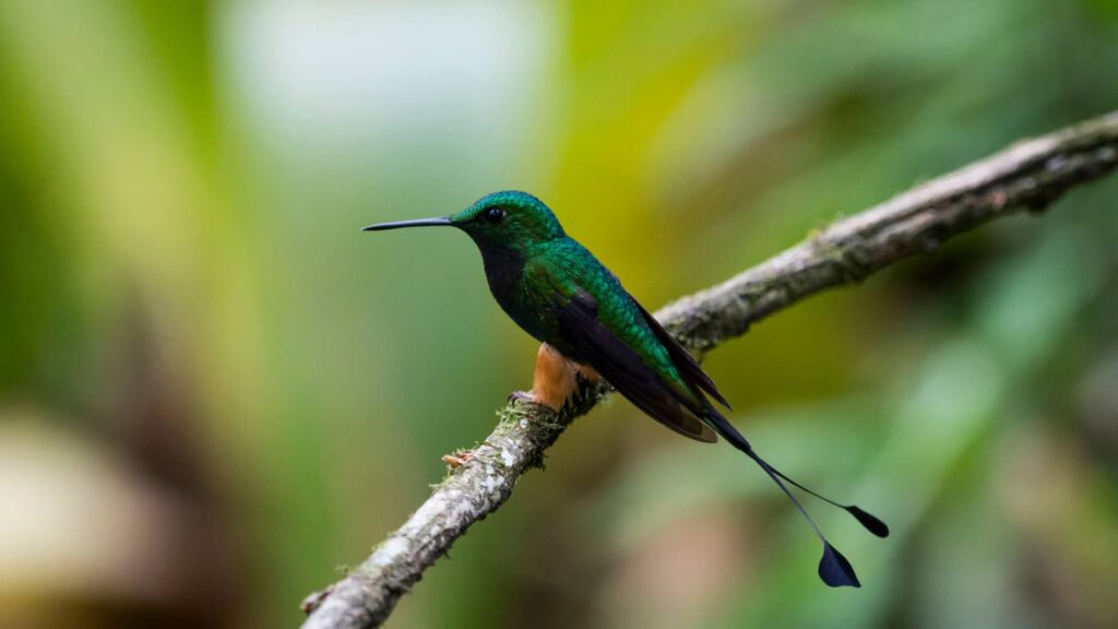 Un colibrí Cola de Raqueta de Muslos Blancos con plumas verde esmeralda y sus distintivas espátulas largas en la cola, posado en una rama musgosa en un bosque tropical.
