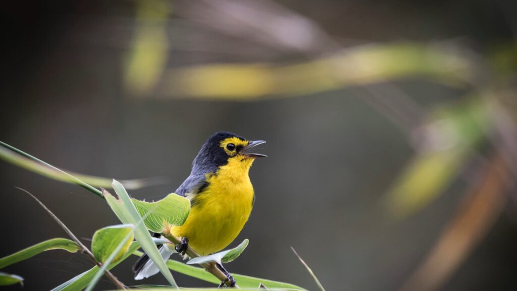 Un pequeño pájaro Candelita con el vientre amarillo brillante y el dorso gris oscuro posado en una rama de bambú, cantando con el pico muy abierto.