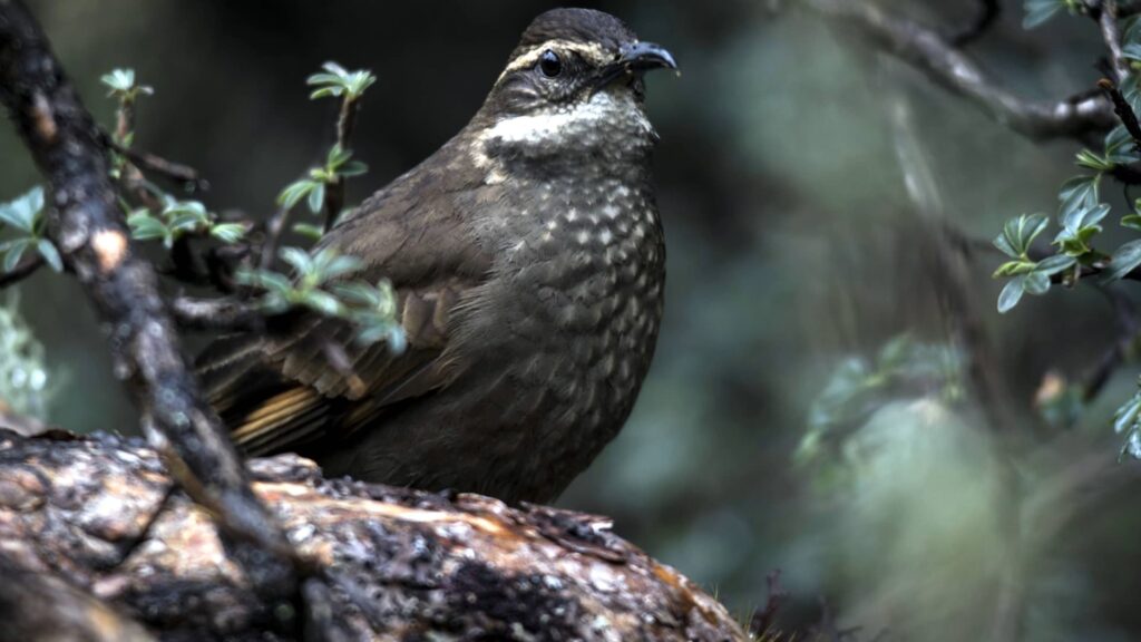 Un raro Cinclodes Real (Cinclodes aricomae) con plumaje gris parduzco y un pico ligeramente curvado se posa en una rama gruesa y musgosa de un árbol de Polylepis en los altos Andes.