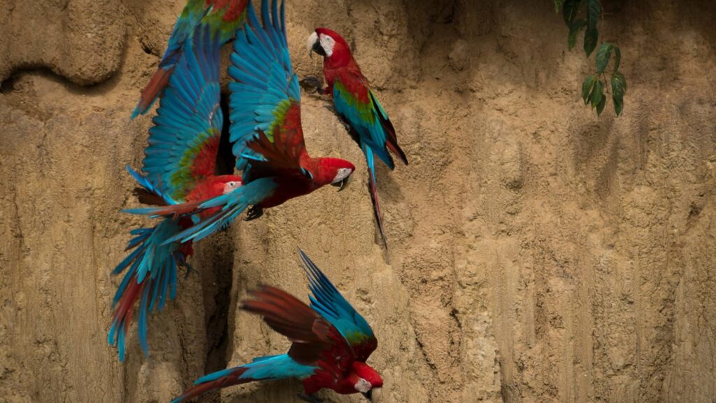 Several Red-and-green Macaws with vibrant blue and red feathers flying and perching against a vertical clay wall in Manu National Park.