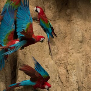 Several Red-and-green Macaws with vibrant blue and red feathers flying and perching against a vertical clay wall in Manu National Park.