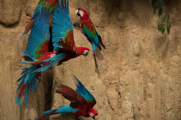 VIAJE AL CORAZÓN DEL PARQUE NACIONAL DEL MANU: ZONA RESERVADA 7D/6N