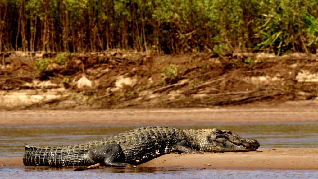 TOUR ZONA RESERVADA DEL PARQUE NACIONAL DEL MANU-FULL 7DIAS /6 NOCHES