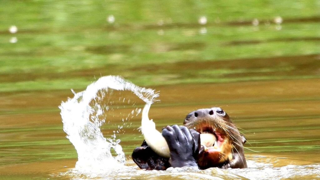 A Giant River Otter in Manu National Park swimming while holding and eating a large fish, with a dramatic splash of water in the background.