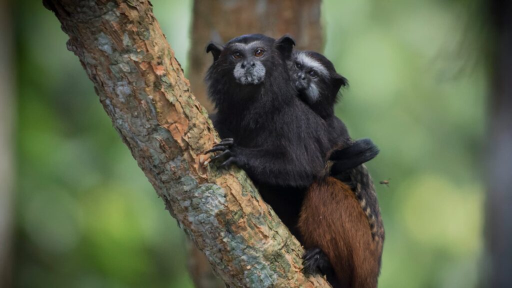 A black and brown Saddleback Tamarin monkey with a small infant clinging to its back, perching on a tree trunk in the Manu rainforest canopy.
