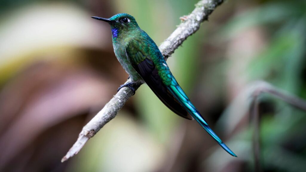 Un colibrí Silfo colorido con un cuerpo verde iridiscente, un parche púrpura brillante en la garganta y una cola turquesa muy larga posado en una rama delgada.