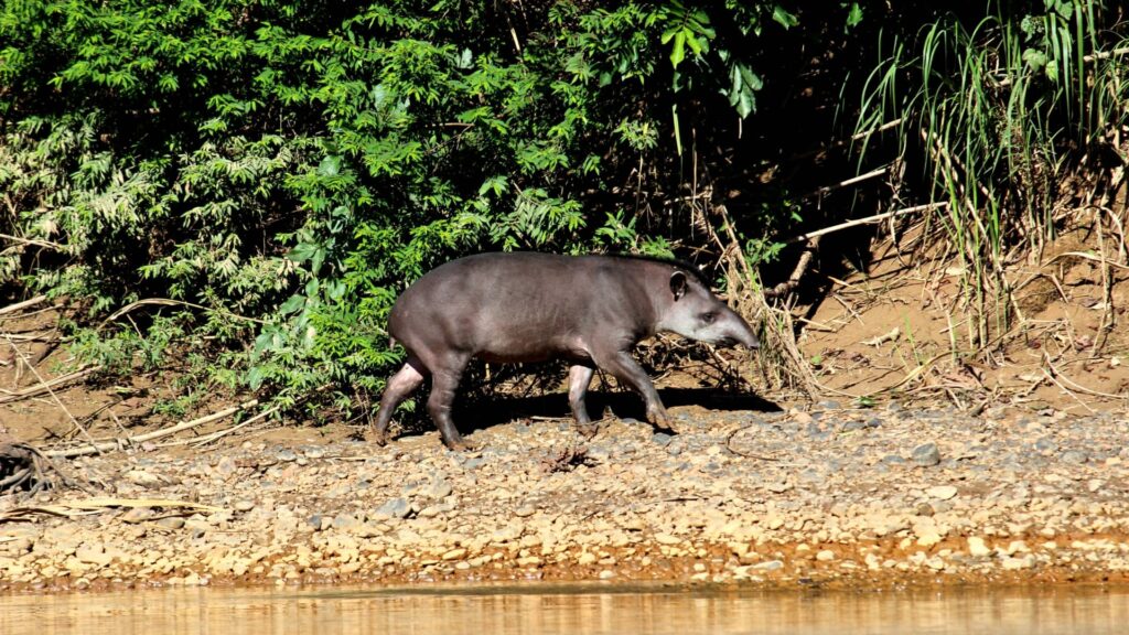 A large South American Tapir walking along a rocky riverbank in Manu National Park, surrounded by dense tropical rainforest vegetation.