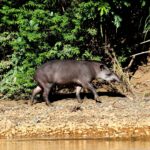 MANU NATIONAL PARK RESERVED ZONE TOUR – FULL 7 DAYS / 6 NIGHTS