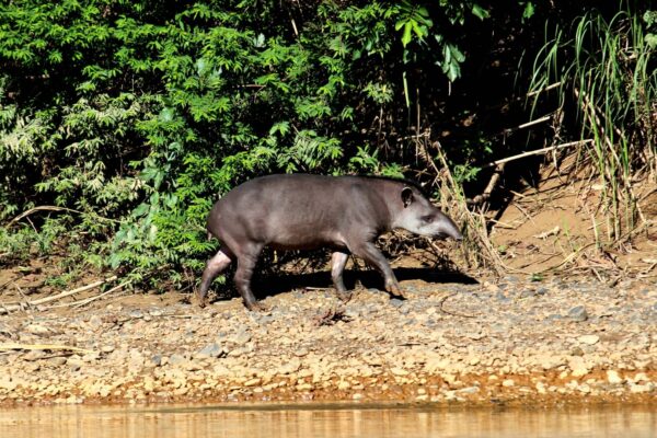 TOUR ZONA RESERVADA DEL PARQUE NACIONAL DEL MANU-FULL 7DIAS /6 NOCHES